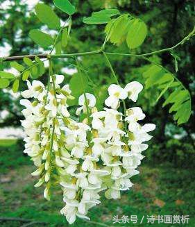 春风一夜至，槐花十里香 10首槐花诗词，歌尽满天槐花雪……