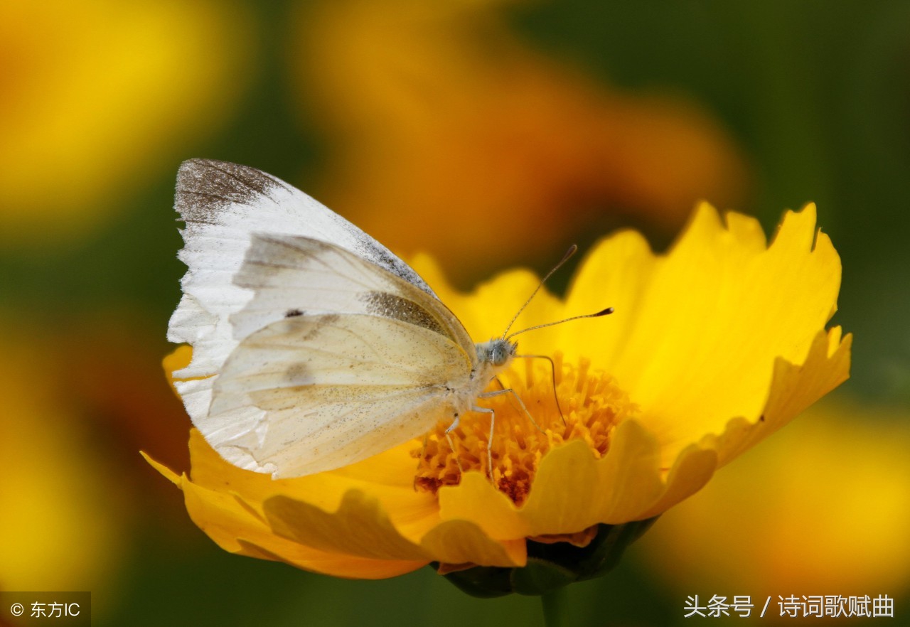 十首古诗美到令人心碎，每一首都是绝唱，读来悱恻缠绵