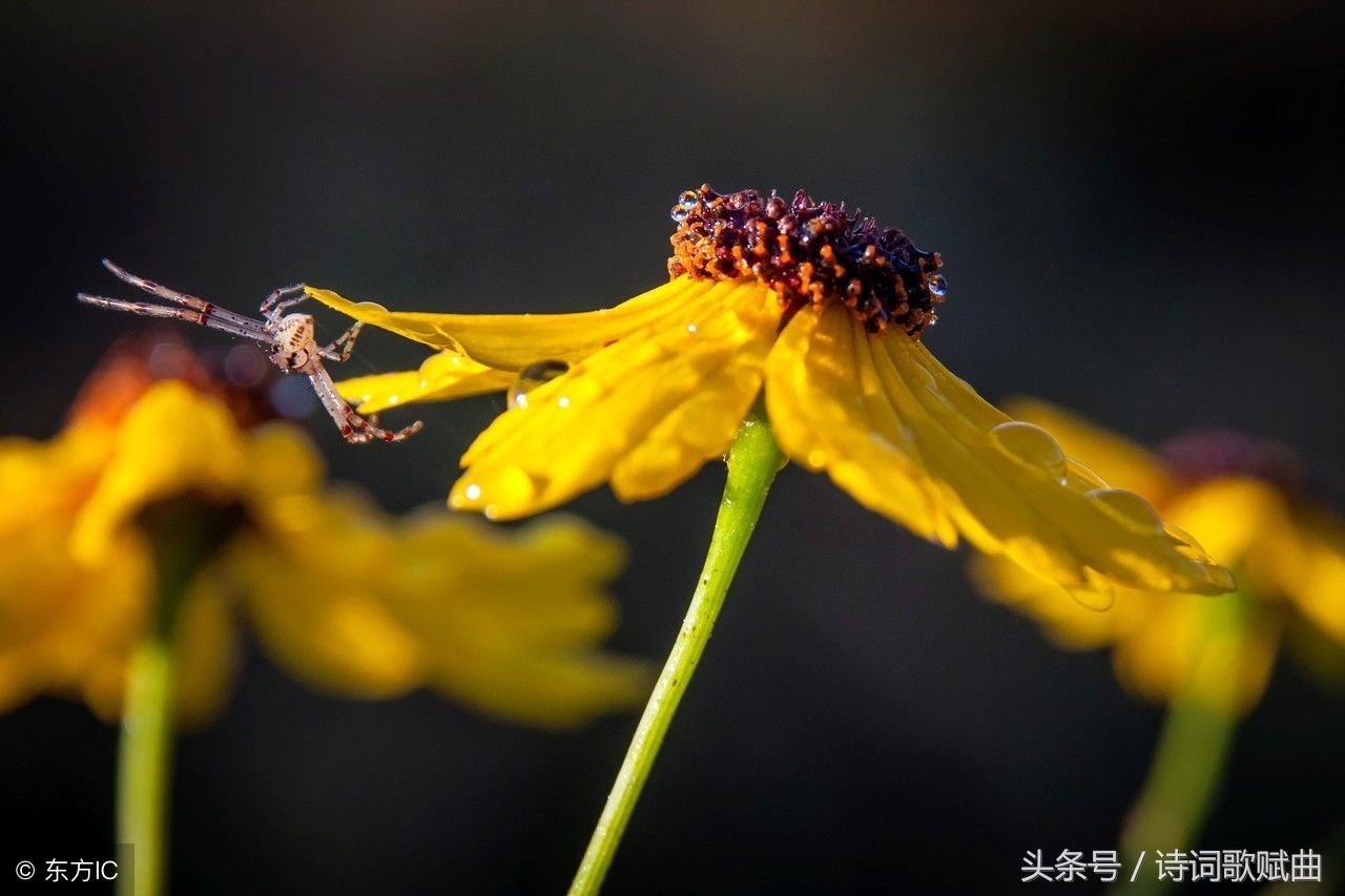 十首古诗美到令人心碎，每一首都是绝唱，读来悱恻缠绵