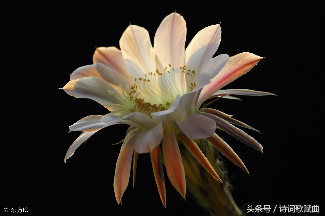 十首古诗美到令人心碎，每一首都是绝唱，读来悱恻缠绵