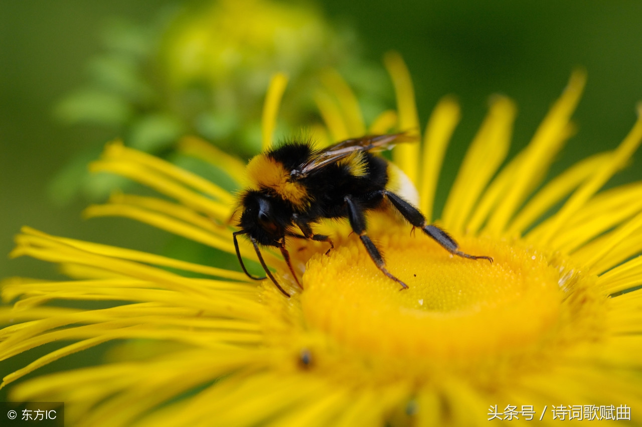 十首古诗美到令人心碎，每一首都是绝唱，读来悱恻缠绵