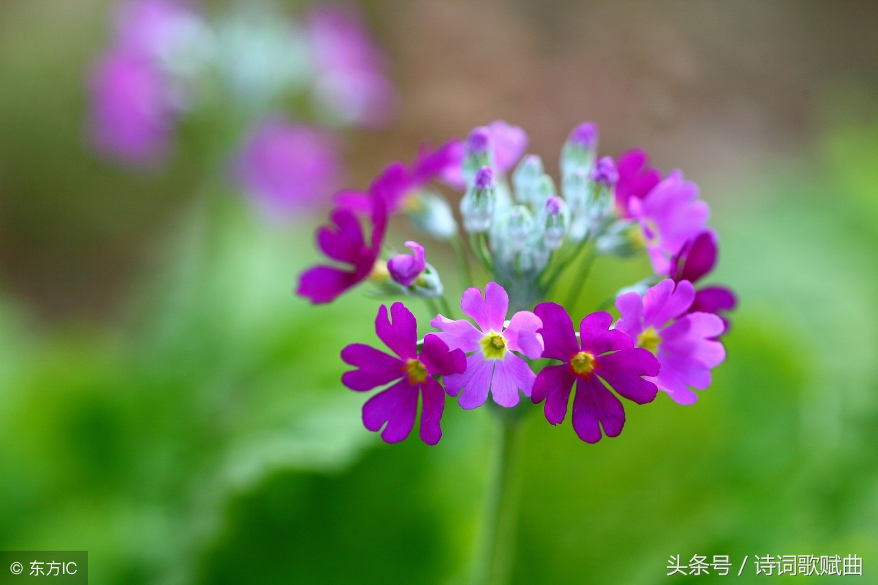 十首古诗美到令人心碎，每一首都是绝唱，读来悱恻缠绵