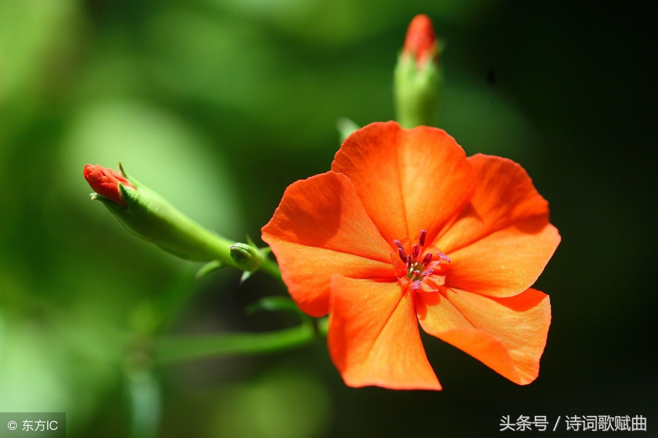 十首古诗美到令人心碎，每一首都是绝唱，读来悱恻缠绵