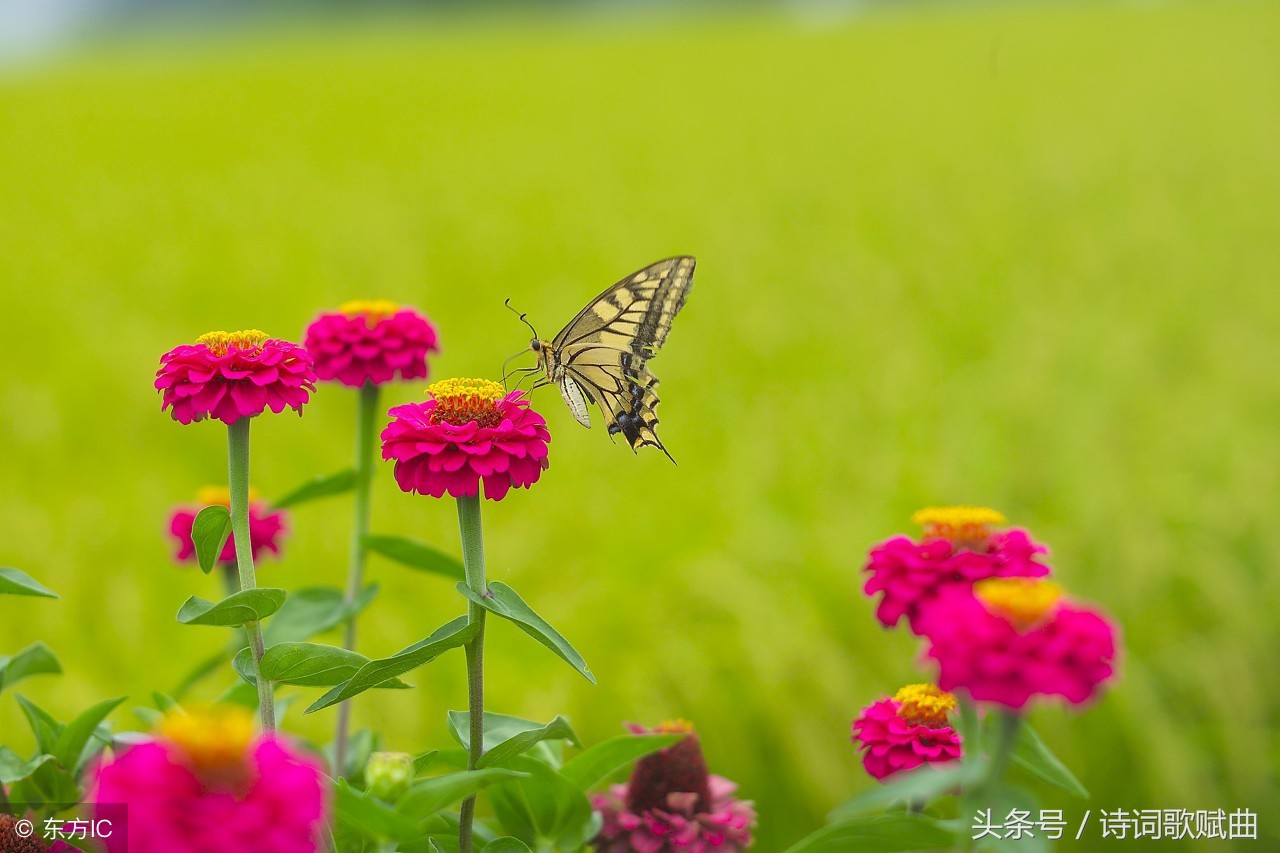 十首古诗美到令人心碎，每一首都是绝唱，读来悱恻缠绵