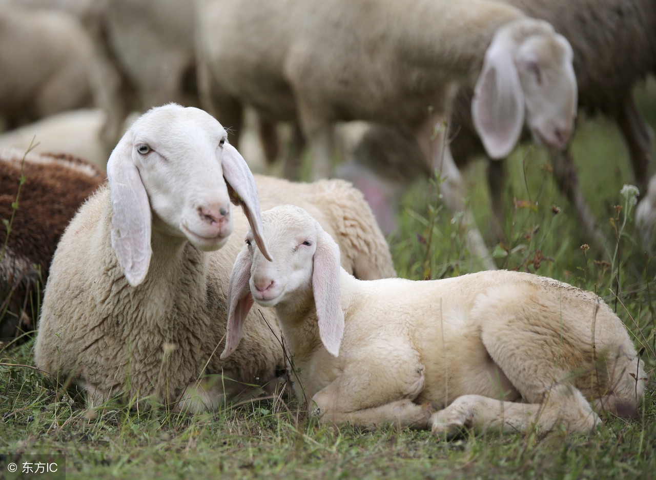 在农村养小尾寒羊好还是波尔山羊好？养殖利润和成本如何？