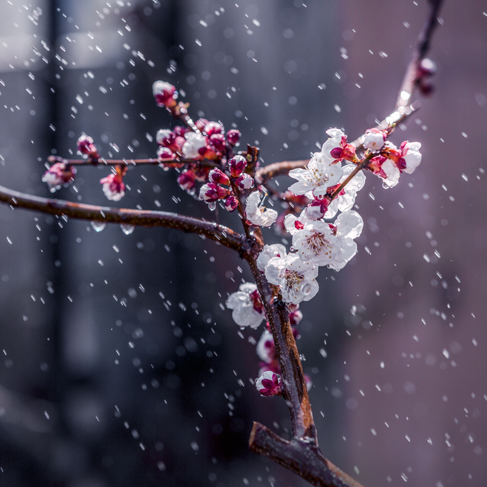 那个夜听春雨的诗人：小楼一夜听春雨，深巷明朝卖杏花