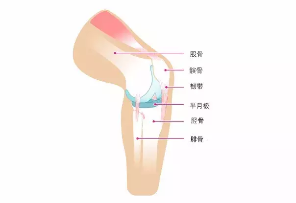膝盖咔咔响是怎么回事?警惕这5种情况
