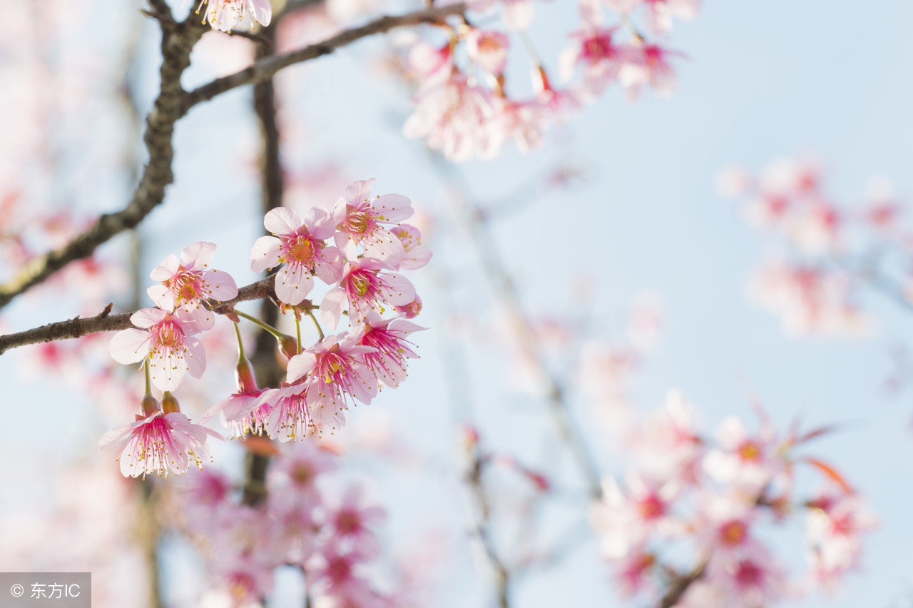凛冬晚节失保，春之风韵