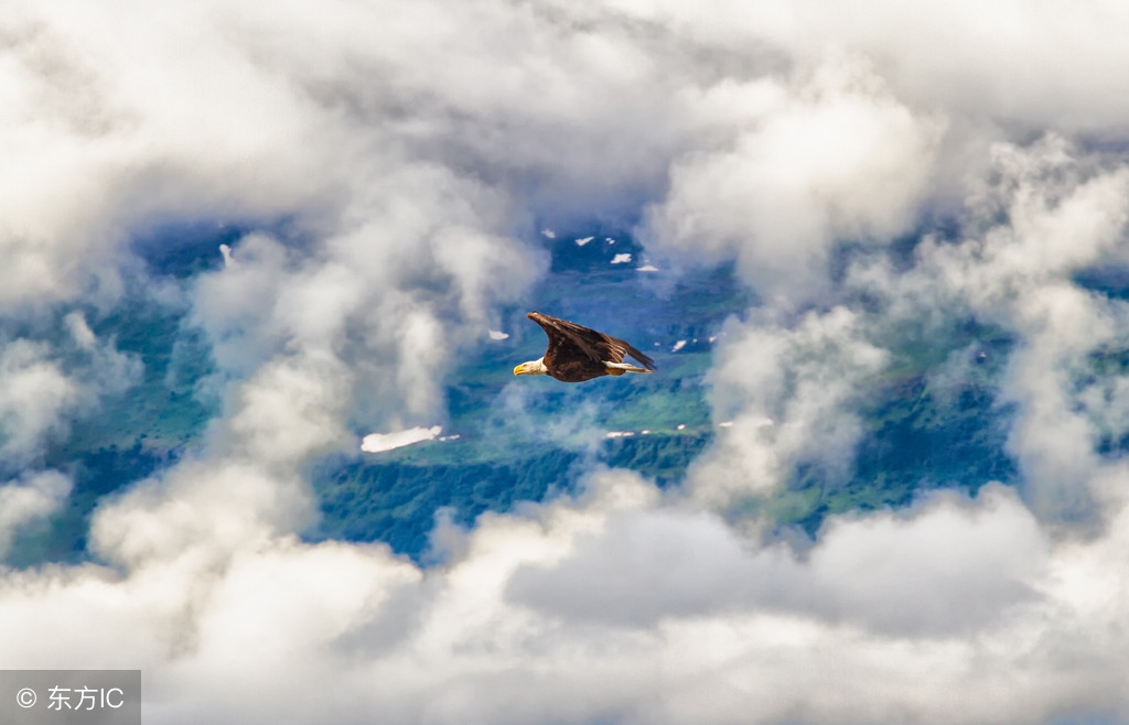 写老鹰动作的优美句子_晶羽科技
