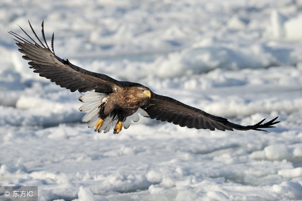 是雄鹰,就要搏击长空,做展翅高飞的英雄