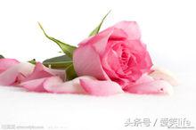 玫瑰花的100种花语，你知道吗？