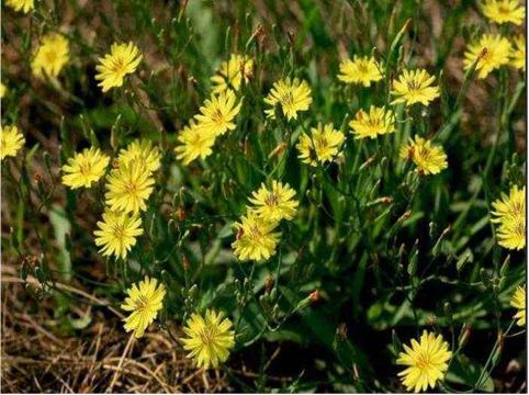 苦菜处理得当苦味很小 虽能清热解毒 但也有禁忌