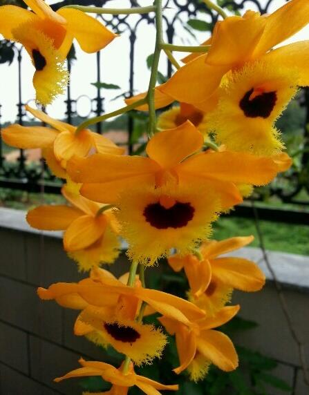 石斛仙花｜见之忘忧，闻之忘俗