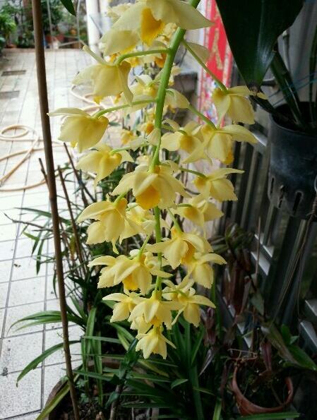 石斛仙花｜见之忘忧，闻之忘俗
