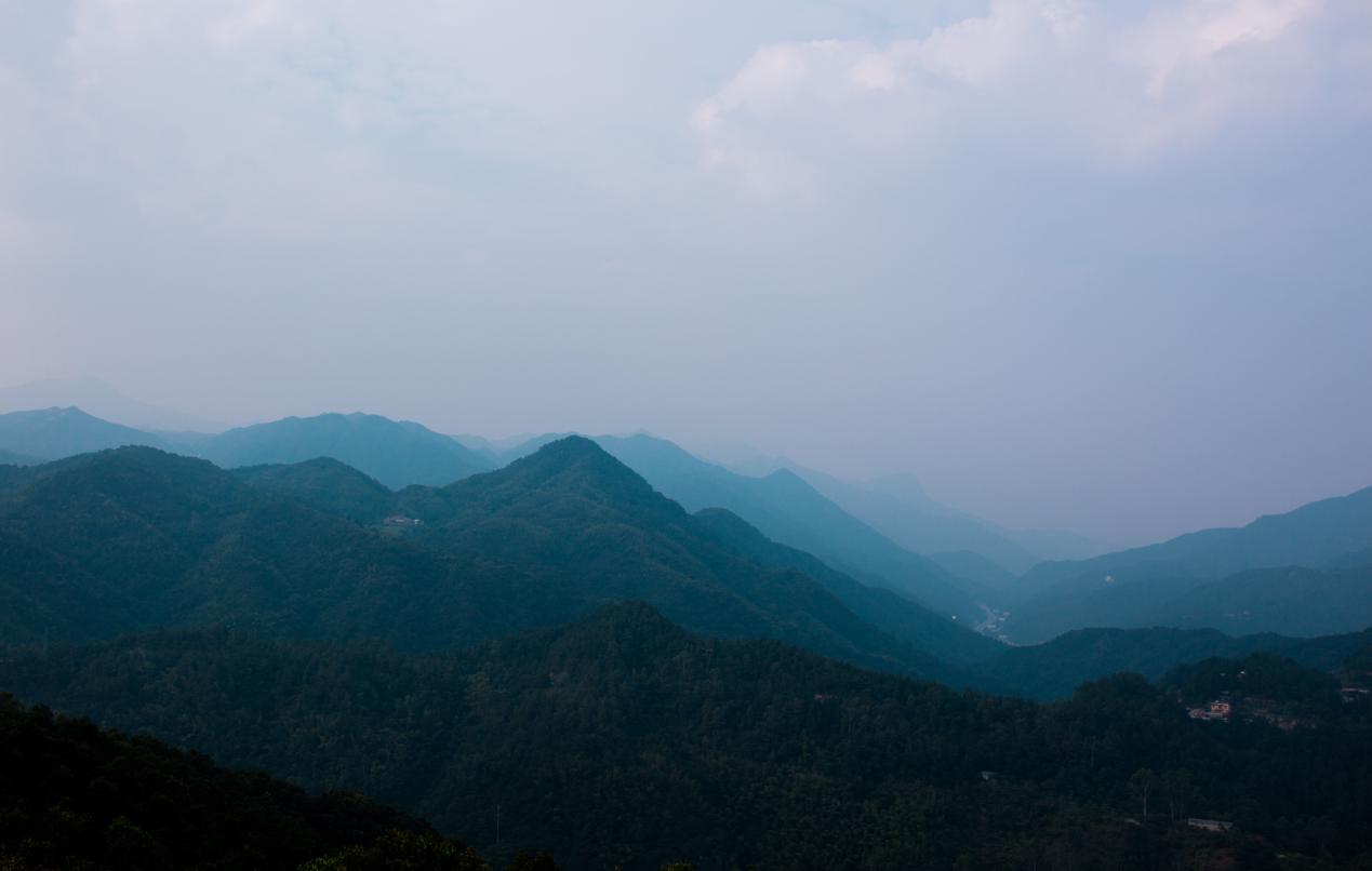 石斛仙花｜见之忘忧，闻之忘俗