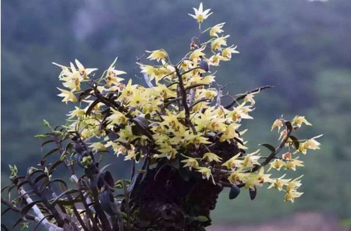 石斛仙花｜见之忘忧，闻之忘俗