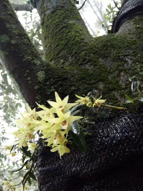石斛仙花｜见之忘忧，闻之忘俗