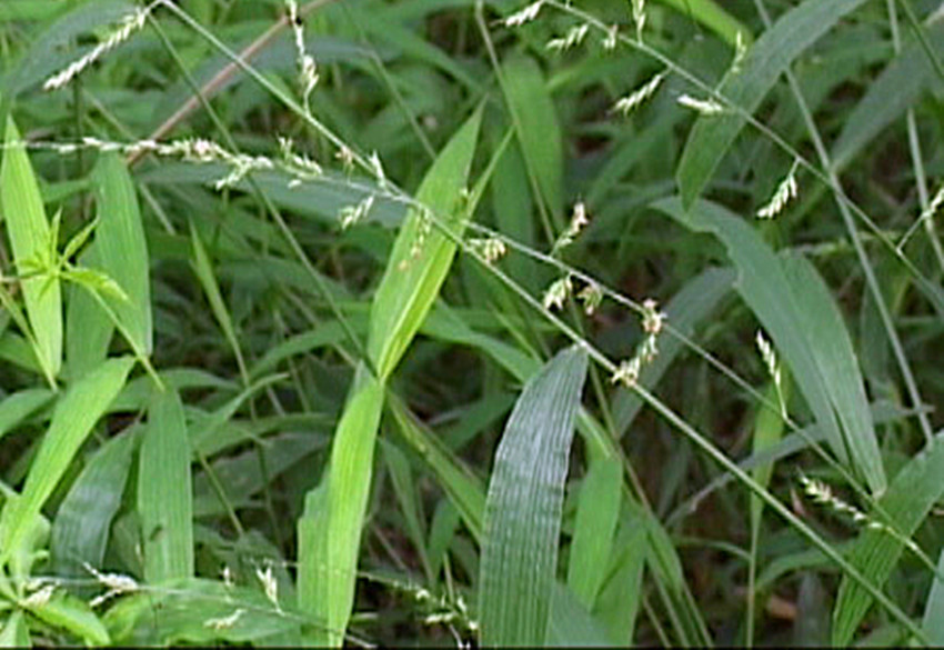 狗尾巴草的学名来源（农村20种以动物命名的野草）