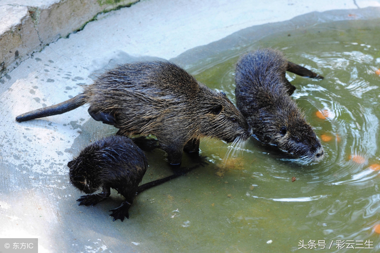 海狸鼠市场价多少图片