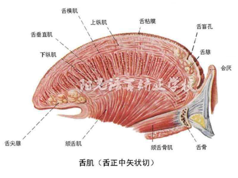 舌肌训练了解一下，下一个口吐莲花的就是你