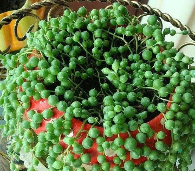 多肉植物怎样扦插繁殖(多肉植物怎样扦插繁殖易活)-第7张图片-巴山号