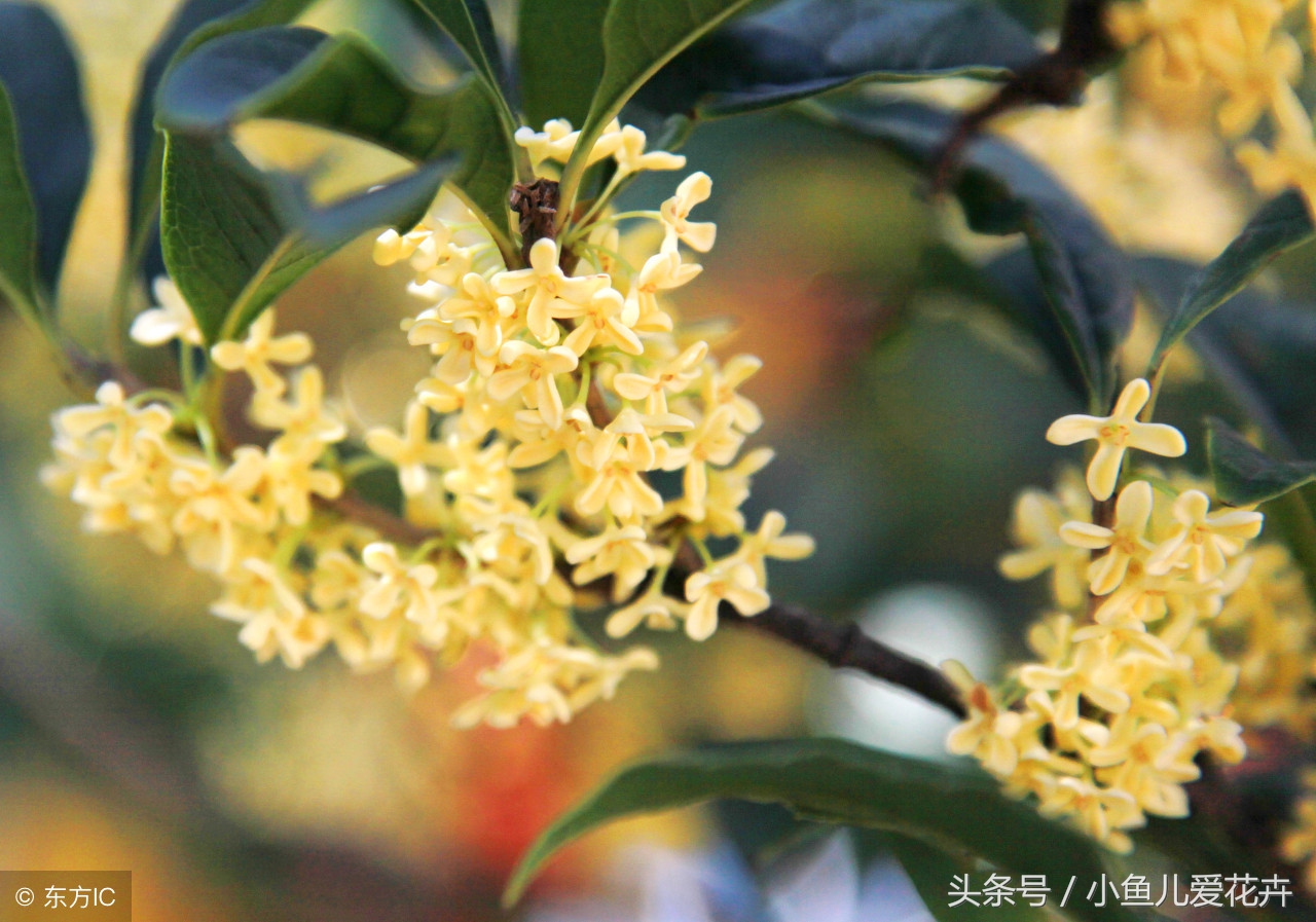 桂花的习性是什么呢（桂花的养殖小窍门讲解）