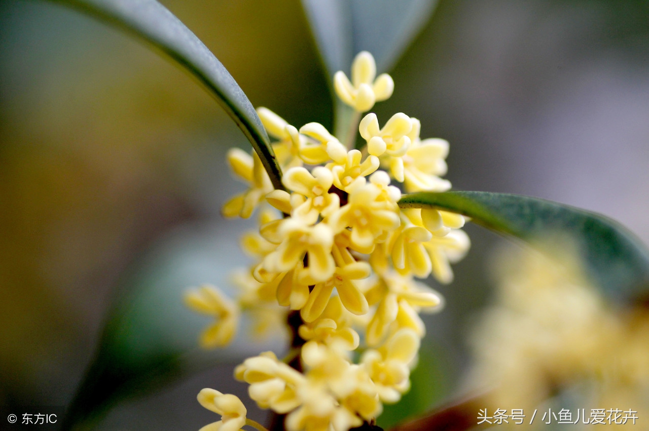 桂花的习性是什么呢（桂花的养殖小窍门讲解）