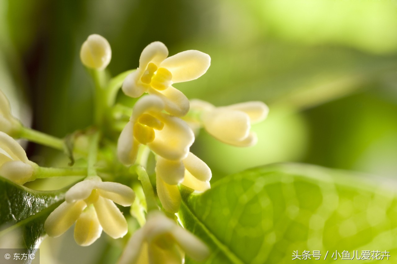 桂花的习性是什么呢（桂花的养殖小窍门讲解）