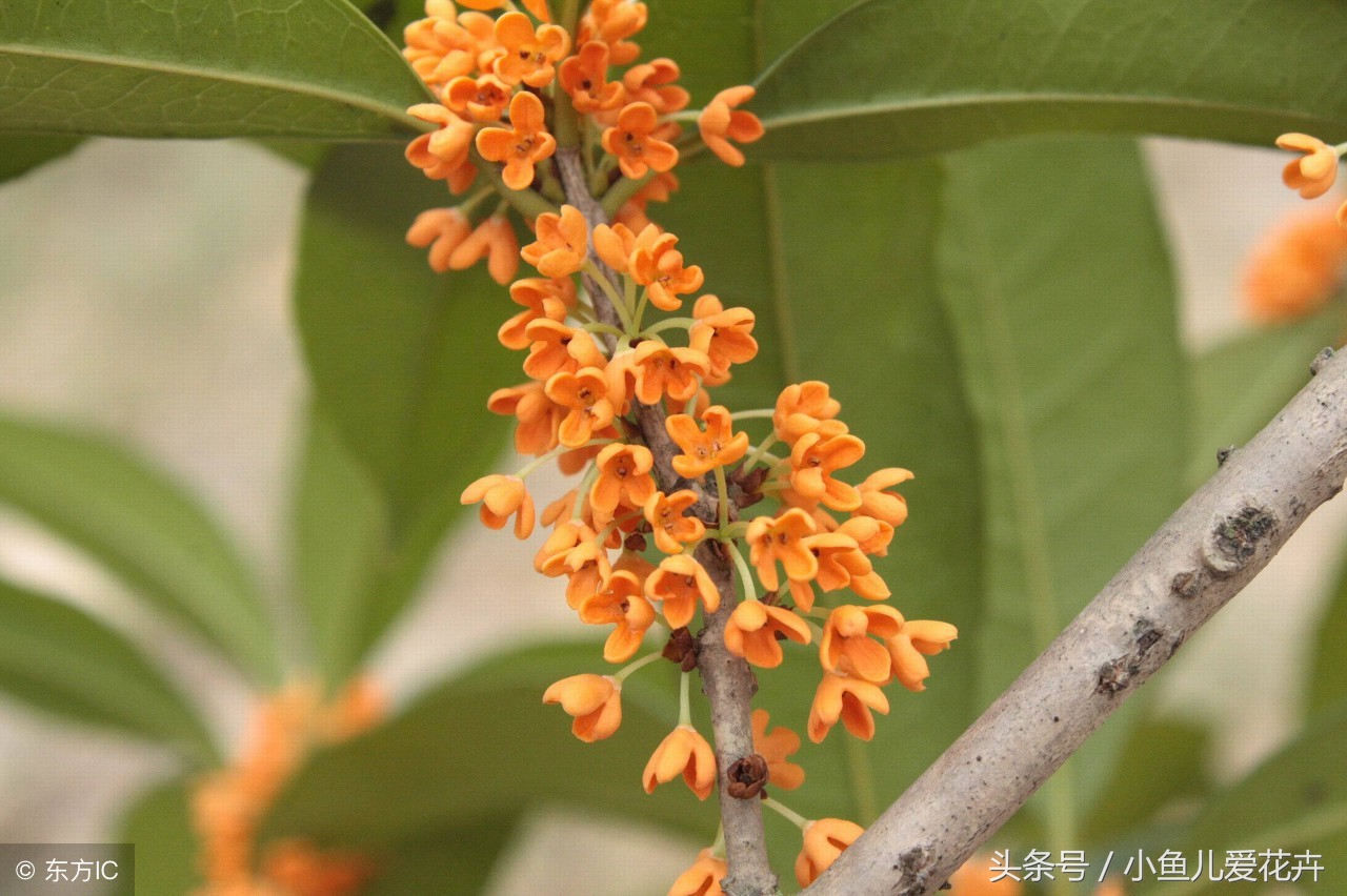 桂花的习性是什么呢（桂花的养殖小窍门讲解）