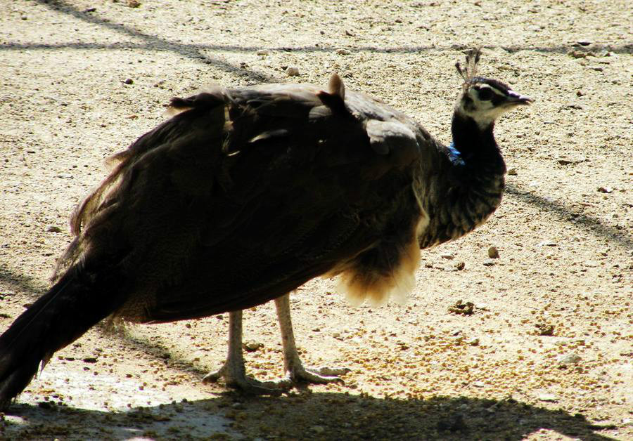 印度国鸟蓝孔雀,那你知道还有绿孔雀,白黑孔雀,刚果孔雀吗?