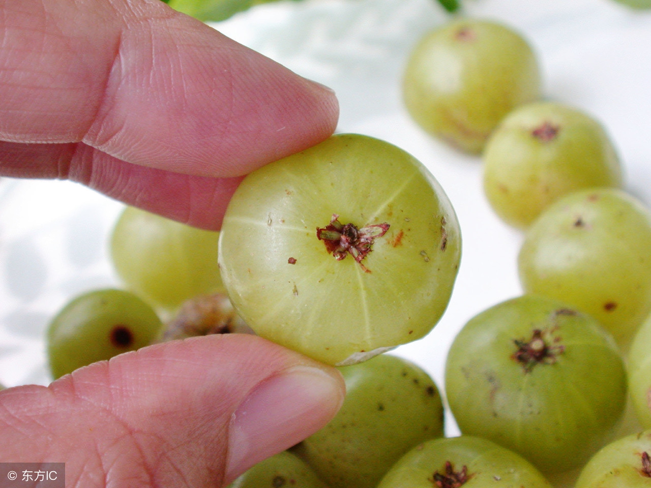 南方山岭采到的油柑,原来有这么多作用,适应性强,可人工种植