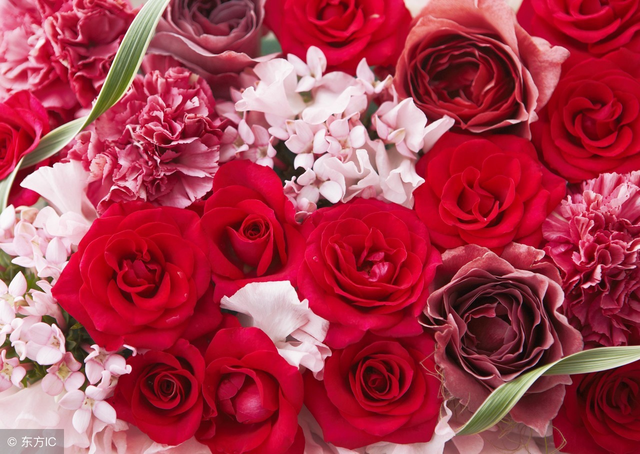 康乃馨的花语《不同的数量代表着不同的爱情,和祝福》!