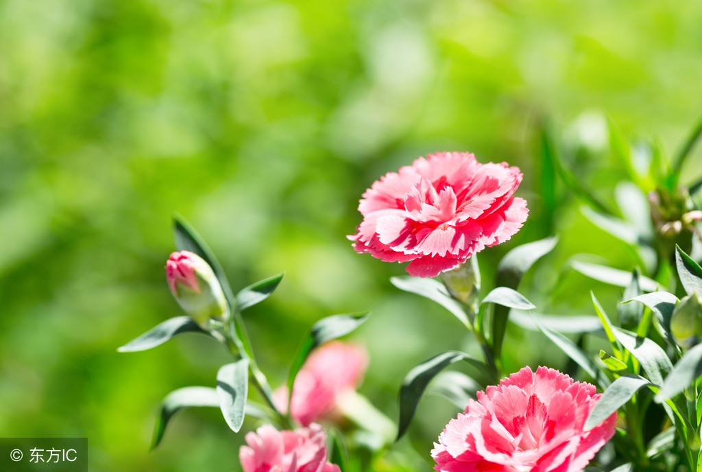 康乃馨的花语《不同的数量代表着不同的爱情,和祝福》!