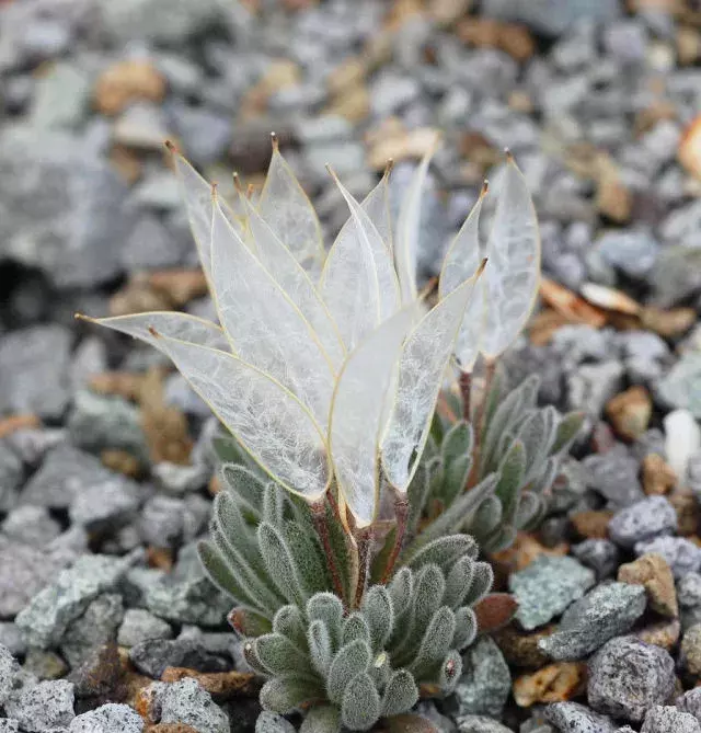 珍稀植物有哪些（这些珍稀植物我不信你都见过）