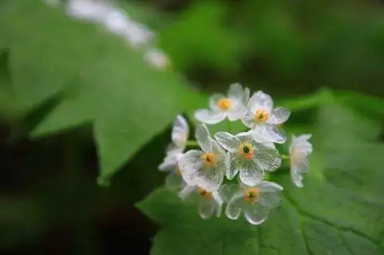 珍稀植物有哪些（这些珍稀植物我不信你都见过）