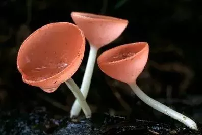 珍稀植物有哪些（这些珍稀植物我不信你都见过）