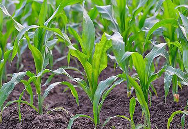玉米苗后除草剂,玉米苗后除草剂哪种好