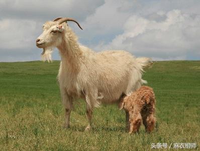 忠厚老实的动物是什么生肖（忠厚老实的动物猜生肖）-第4张图片-昕阳网