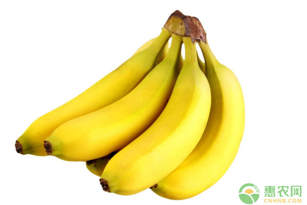 今日香蕉多少钱一斤？4月27日国内香蕉主产区市场收购价格