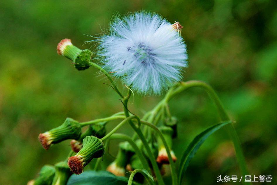 唯美意境蒲公英（好美啊，快分享给朋友吧！）