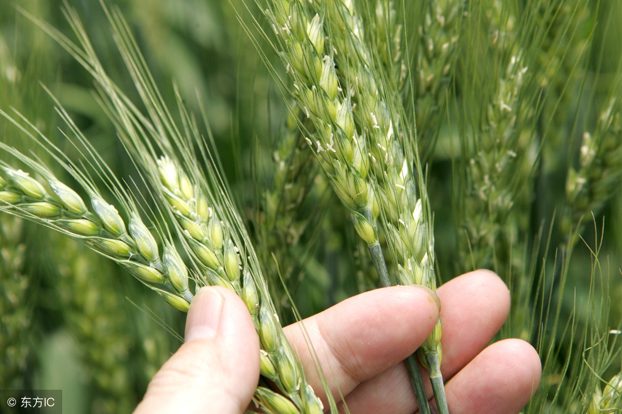 今日商丘富硒小麦价格「河南商丘今日小麦行情最新价格」-友友
