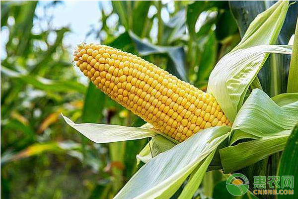 玉米价格多少钱一斤？2018年4月28日玉米价格行情走势