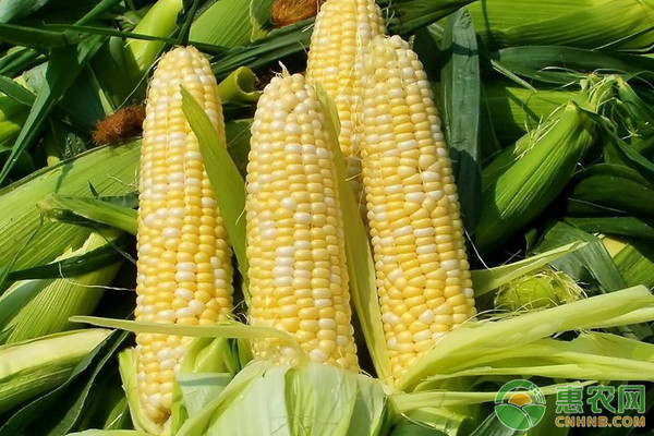 玉米价格多少钱一斤？2018年4月28日玉米价格行情走势