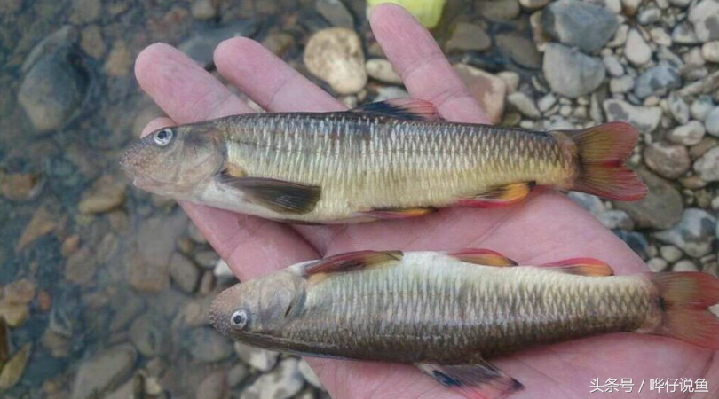 观赏鱼图片大全 100种冷观赏鱼大全-春风号,忽如一夜春风来千树万树