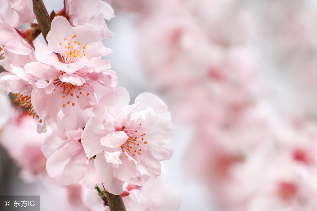 又见桃花开 I See Peach Blossoms Again（英汉双语版）