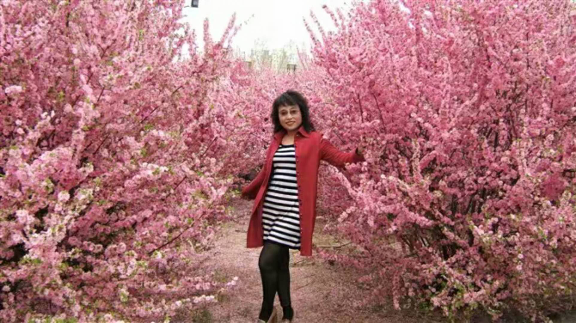 又见桃花开 I See Peach Blossoms Again（英汉双语版）