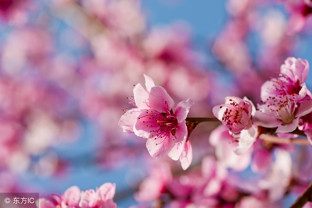 又见桃花开 I See Peach Blossoms Again（英汉双语版）