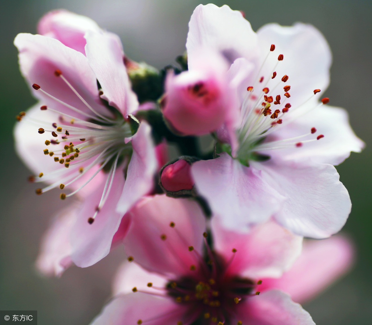 又见桃花开 I See Peach Blossoms Again（英汉双语版）