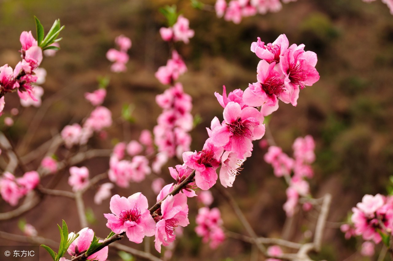 又见桃花开 I See Peach Blossoms Again（英汉双语版）