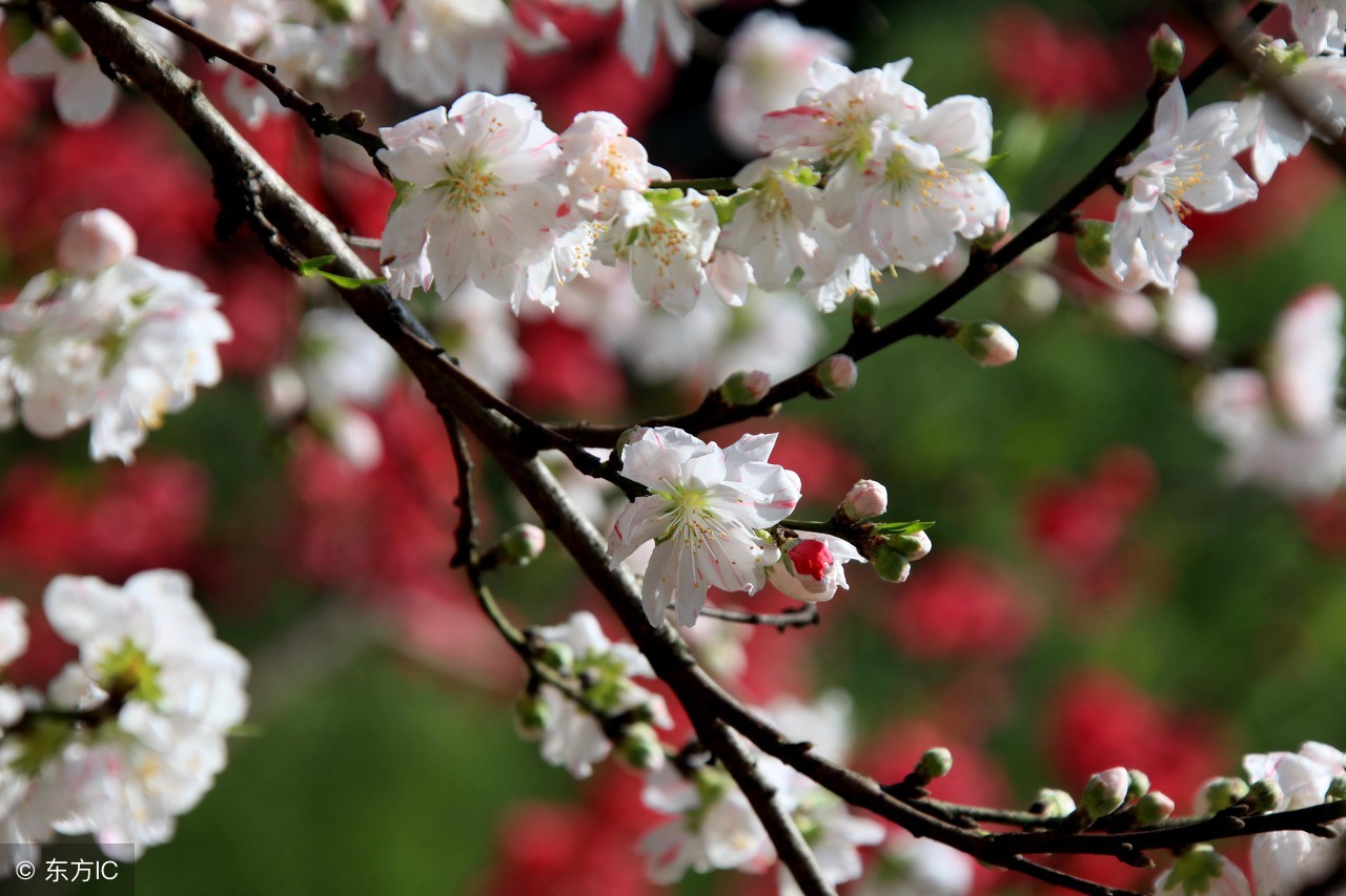 又见桃花开 I See Peach Blossoms Again（英汉双语版）